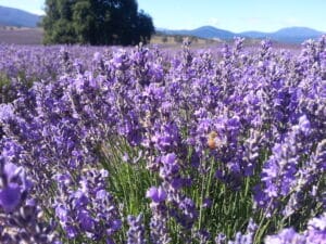 Bridestowe Lavender Farm shuttle Tasmania Australia